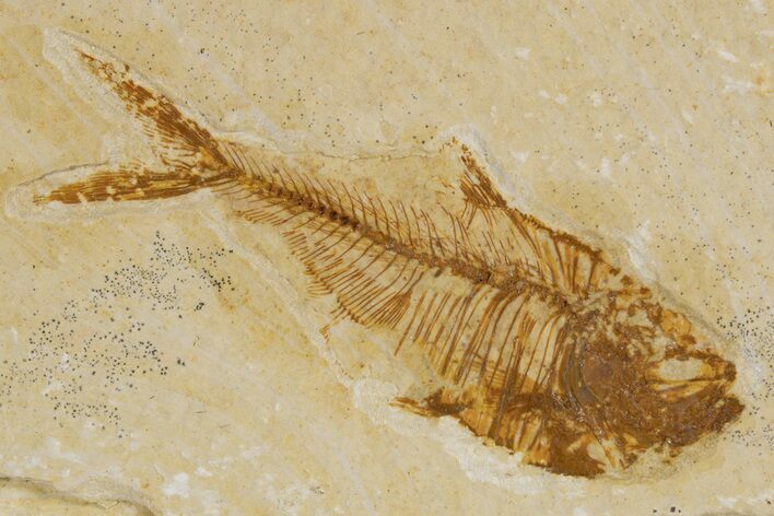 Detailed Fossil Fish (Diplomystus) - Wyoming #318620